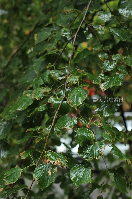 贝尔格莱德暴雨