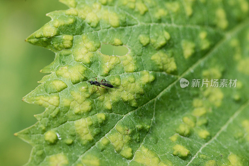 农业病害侵染葡萄叶片特写