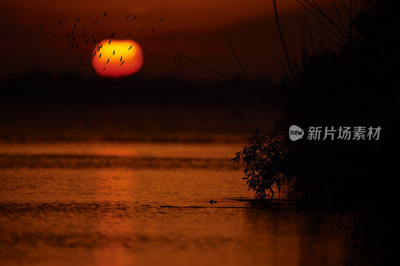 鸟儿在夕阳中飞翔