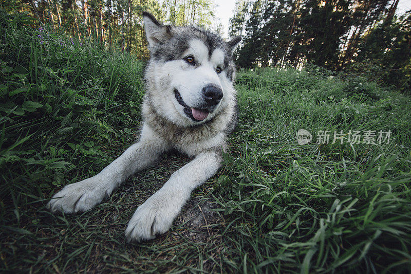 美丽的雪橇犬躺在草地上，戴着gps项圈