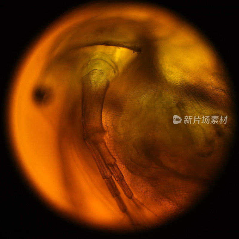 水蚤(水蚤)的显微镜观察