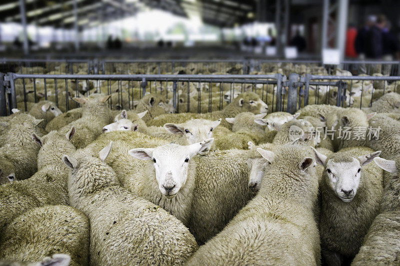 禽畜拍卖羊群