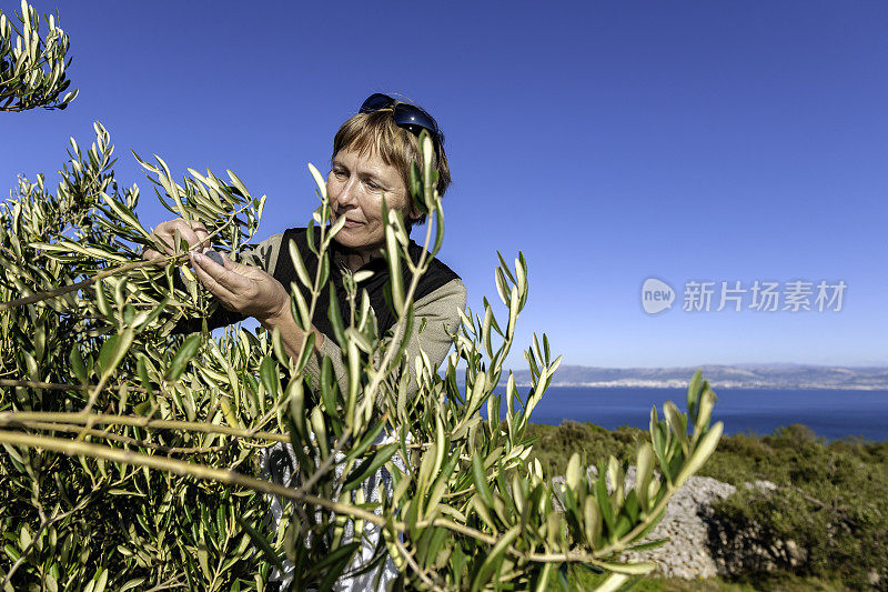 成熟的女人在收获橄榄，在Brac，地中海，克罗地亚，欧洲