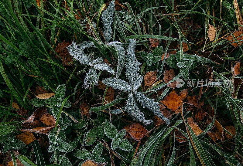 霜叶草自然背景