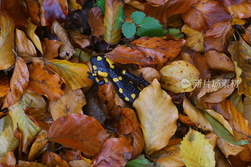 火蜥蜴躲在枯黄的秋叶中