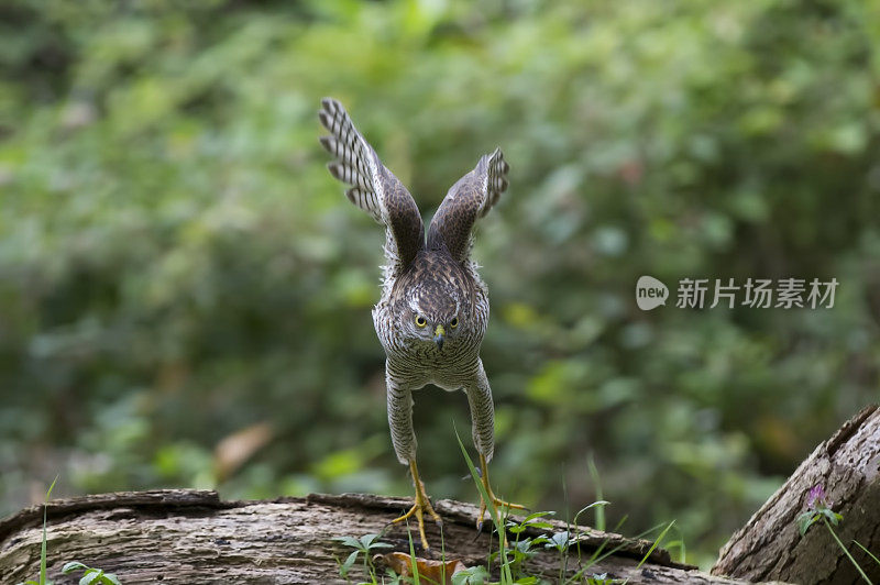 欧亚雀鹰(鹰隼)