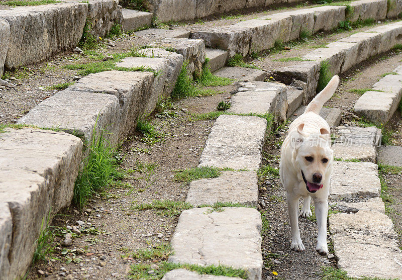 西西里的拉布拉多寻回犬