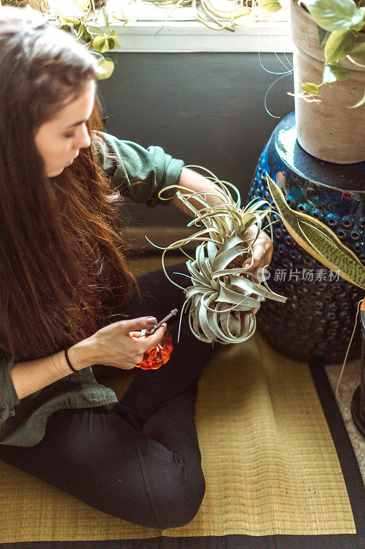 年轻的成年妇女在家给室内植物浇水