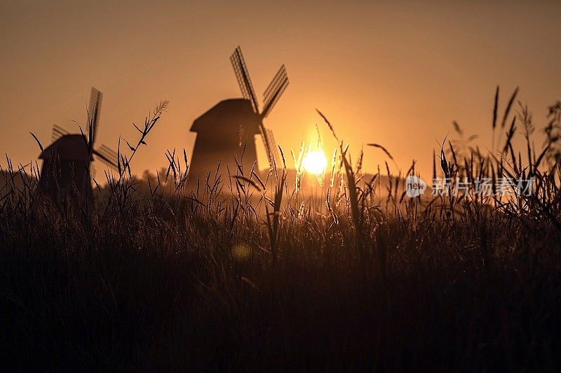 夕阳下田野上植物的剪影