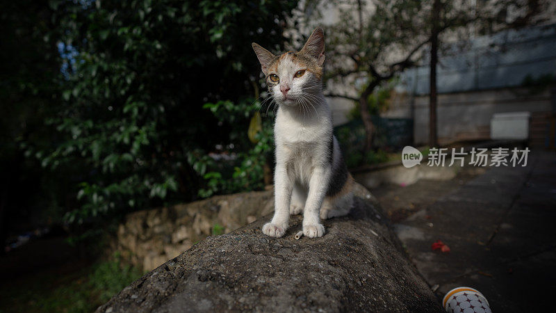 思考街猫