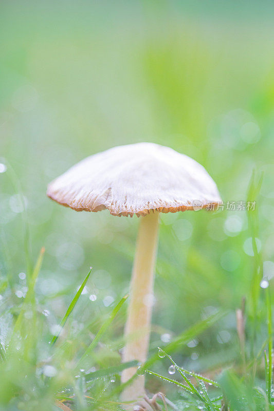 蘑菇与水珠和草的浅场深度