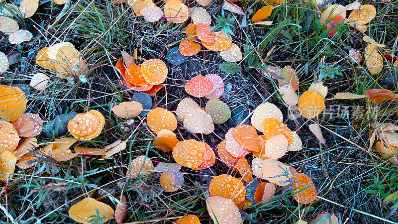在犹他州锡安国家公园的克洛布台地路上，秋天的黄叶带着露珠落在地上