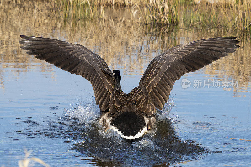 加拿大野鹅降落在华盛顿州池塘湿地地区