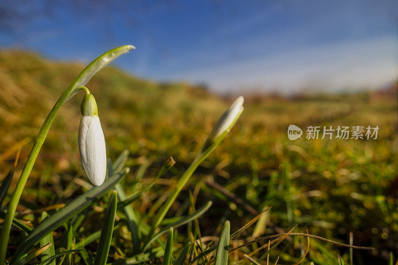 雪花莲