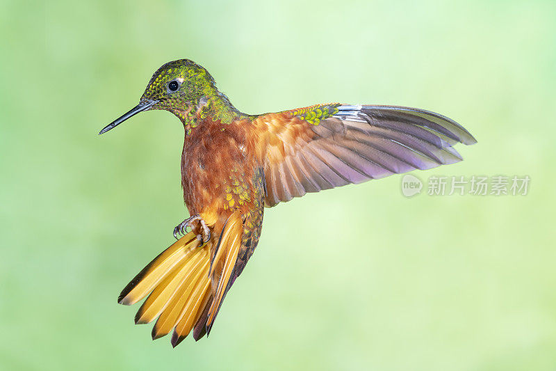 厄瓜多尔蜂鸟-背有翅膀的栗色胸冠