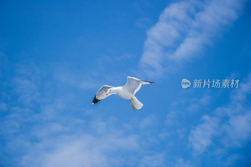 天空中的海鸥