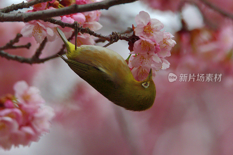 日本白眼睛享受吮吸樱花花蜜