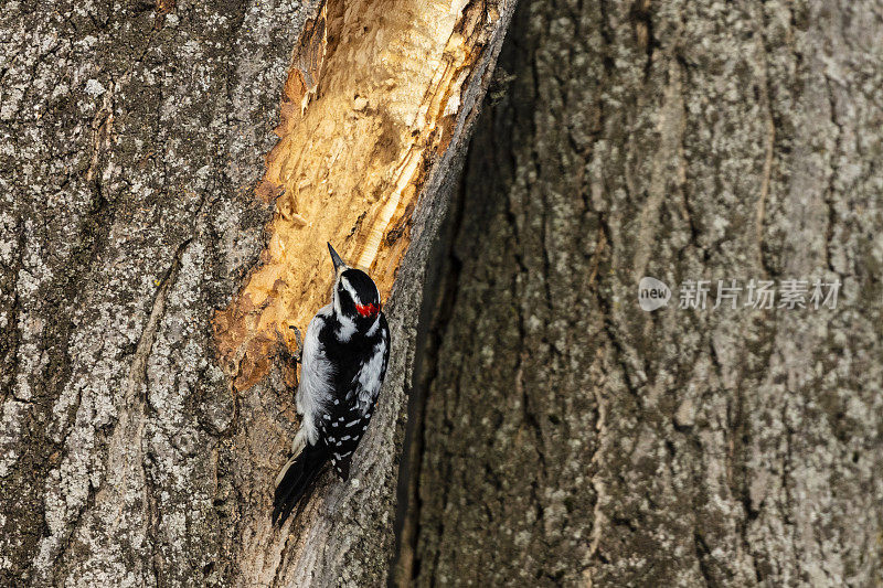 雄性毛茸茸的啄木鸟，北美最小的啄木鸟，当他在树上敲洞时看到的行动。