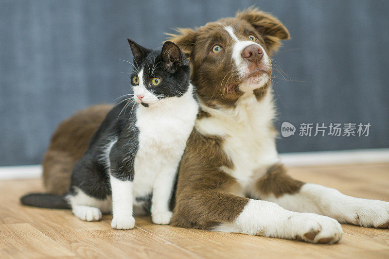 可爱的猫和狗的肖像