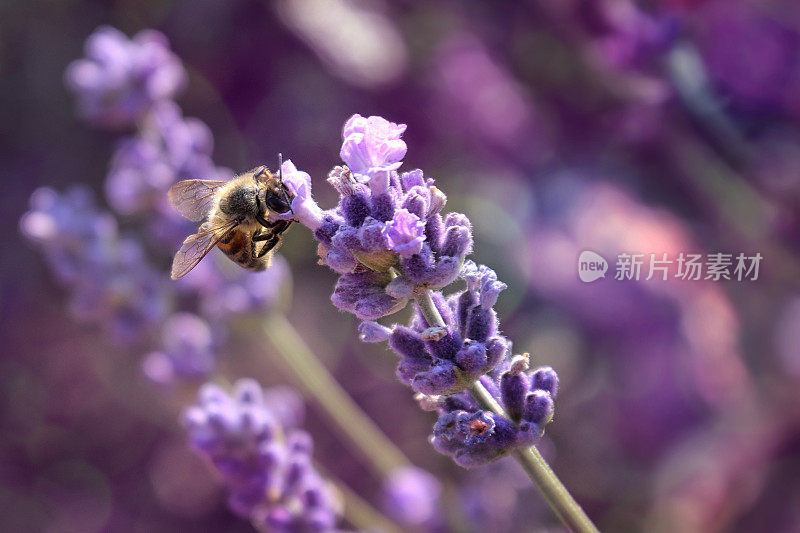 薰衣草花和蜜蜂