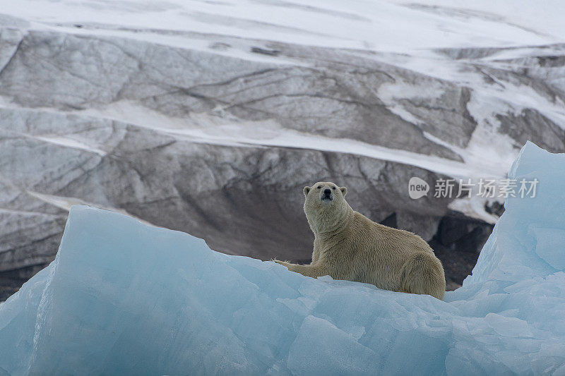 北极熊在冰川环境下躺在斯瓦尔巴群岛的冰山上
