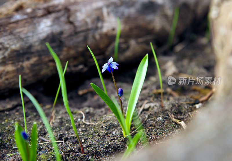 一朵盛开的小花的巨幅画。花开、春、新生命、自然美的理念