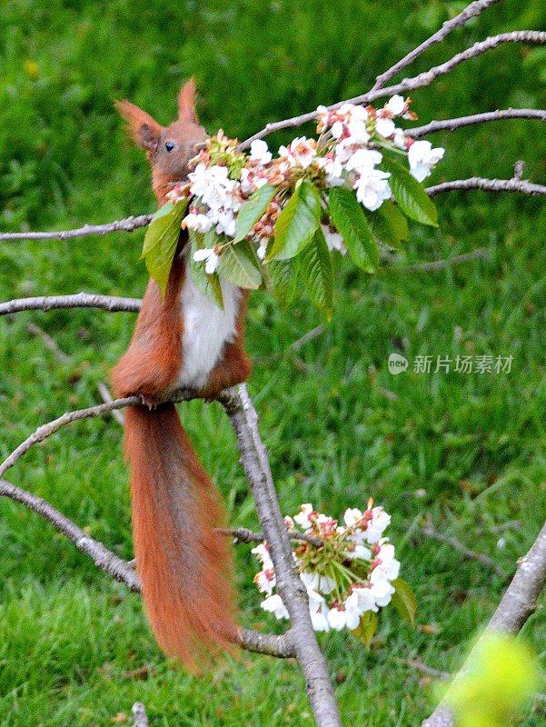 开花果树上的松鼠