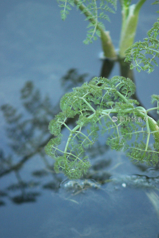 水草和药草