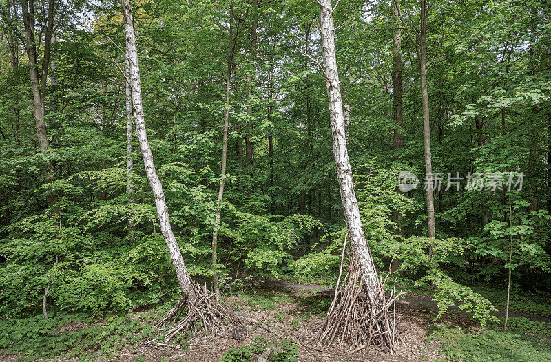 儿童小屋在开阔的森林