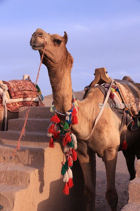 伊朗亚兹德沙漠的骆驼