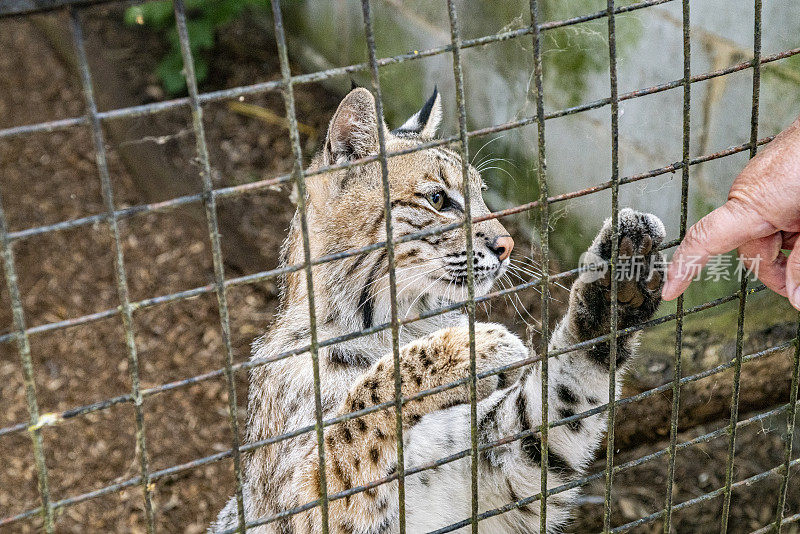 笼子里的猞猁或山猫