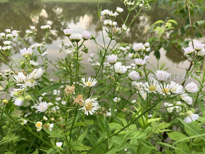 雏菊Fleabane野花杂草