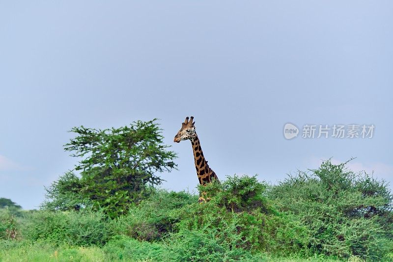 罗斯柴尔德长颈鹿在乌干达-六