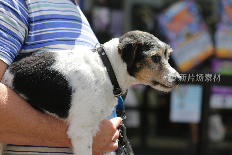 图为一名男子抱着一只小杰克罗素梗犬，在市中心繁忙的市场人群中带着黑色皮革带着生病的狗散步，兽医在演示如何正确地抱着受伤的狗，把腿和爪子放在胳膊下面