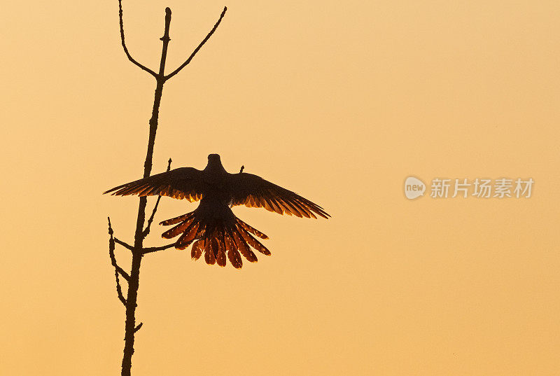 常见的杜鹃着陆