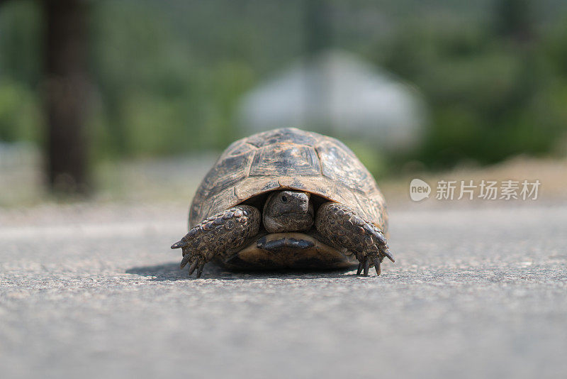 陆地龟(乌龟)