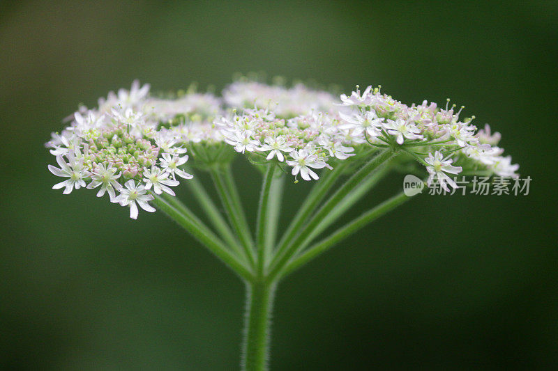 野生动物花园灌木篱墙中盛开的白牛欧芹野花，花茎、花瓣和花粉吸引蜜蜂，野山萝卜多年生草本植物，类似于有毒的毒芹