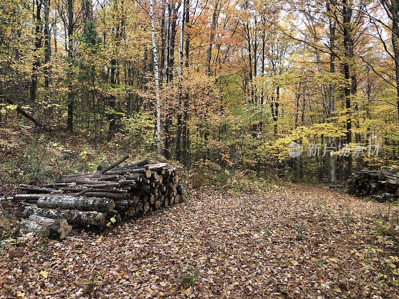 森林里有成堆的木头