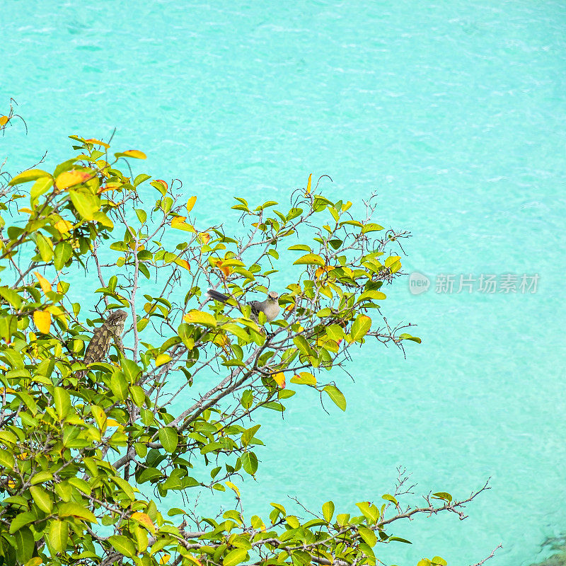 库拉索岛，鬣蜥和鸟在树上与绿松石水的背景