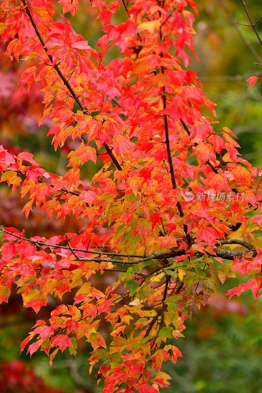 青森县黑石的中野百山公园秋叶