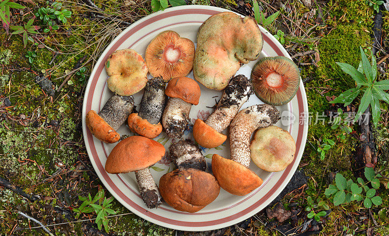野生蘑菇，阿拉斯加