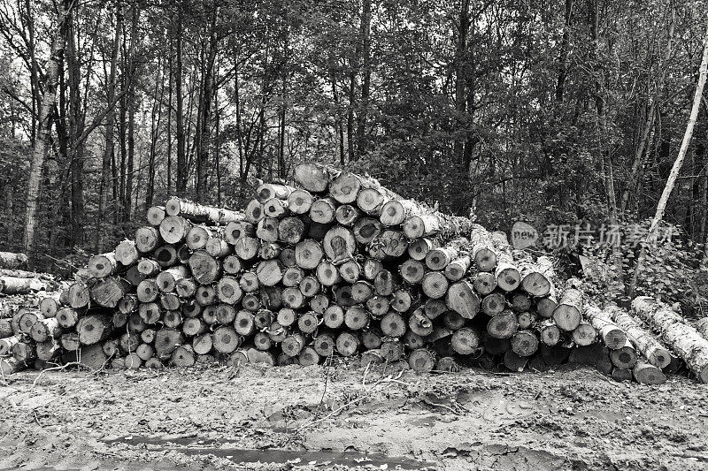 木材工业-堆积的原木