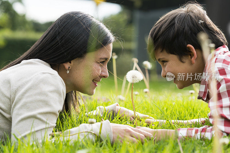 妈妈和儿子躺在他们房子的花园里，互相看着对方的眼睛，在他们中间有一个蒲公英