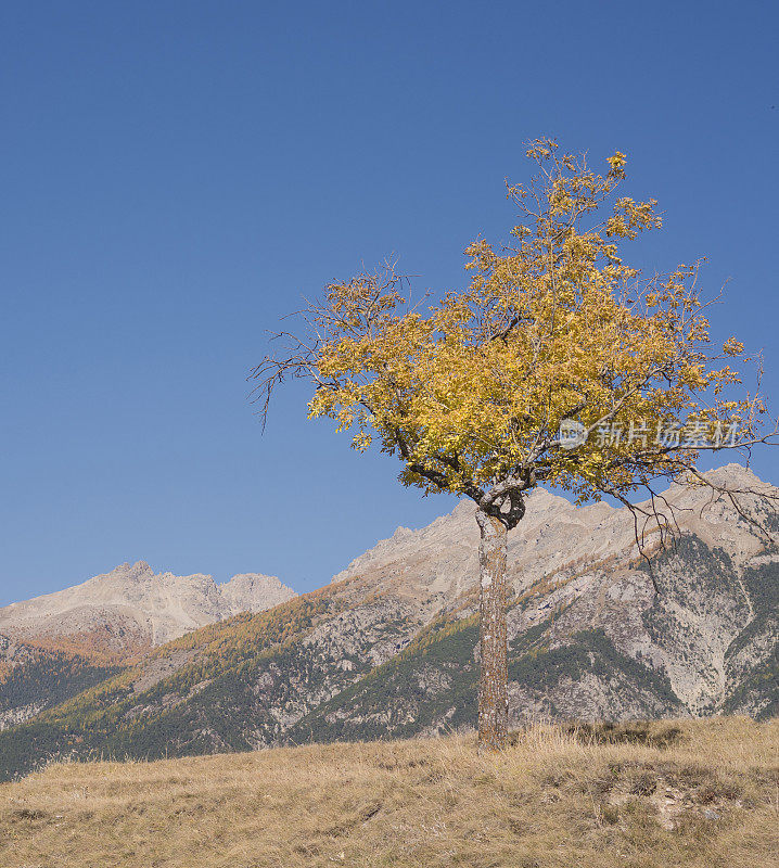 秋天的一棵树，法国阿尔卑斯山