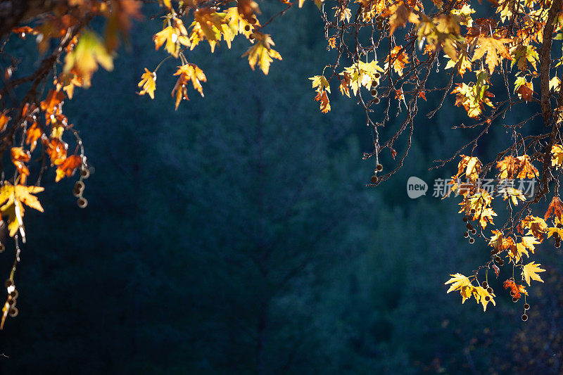 梧桐树枝与干叶在秋天颜色