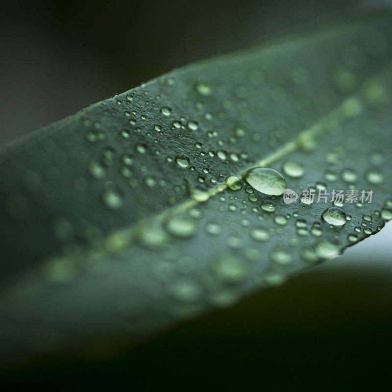 雨滴落在树叶上