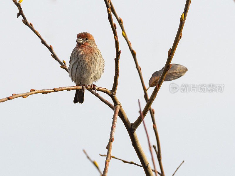 紫雀栖息在树枝上俄勒冈野生鸟