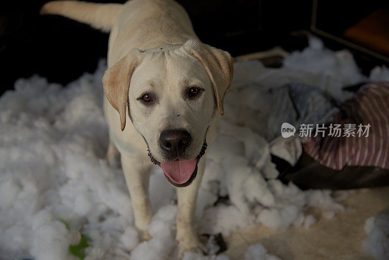 一只拉布拉多小狗坐在被咬坏的被褥上