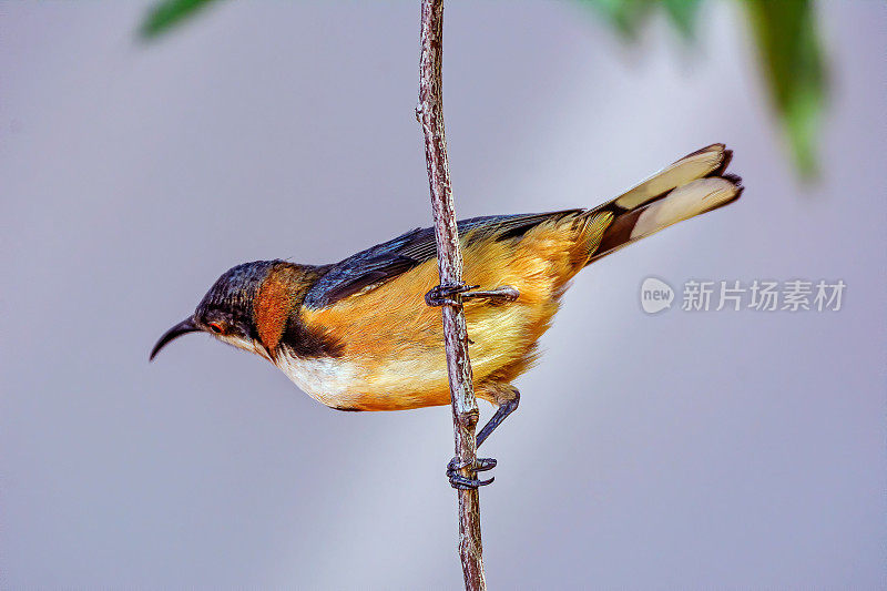 东部Spinebill食蜜鸟