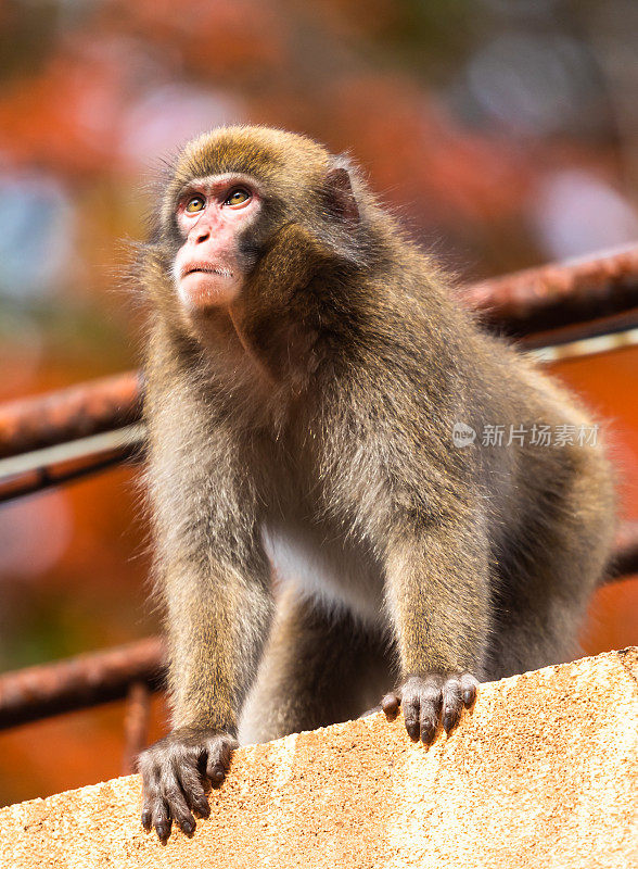 近距离观察野生日本猴子